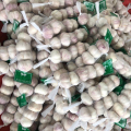 China normal white garlic 5P small pack, fresh garlic export new season 2021